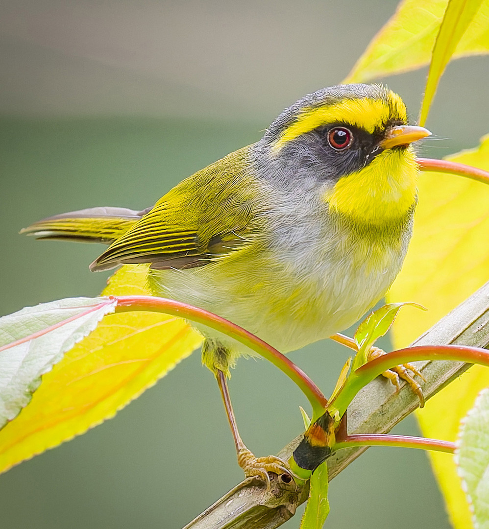 image Yellow-bellied Fairy-Fantail